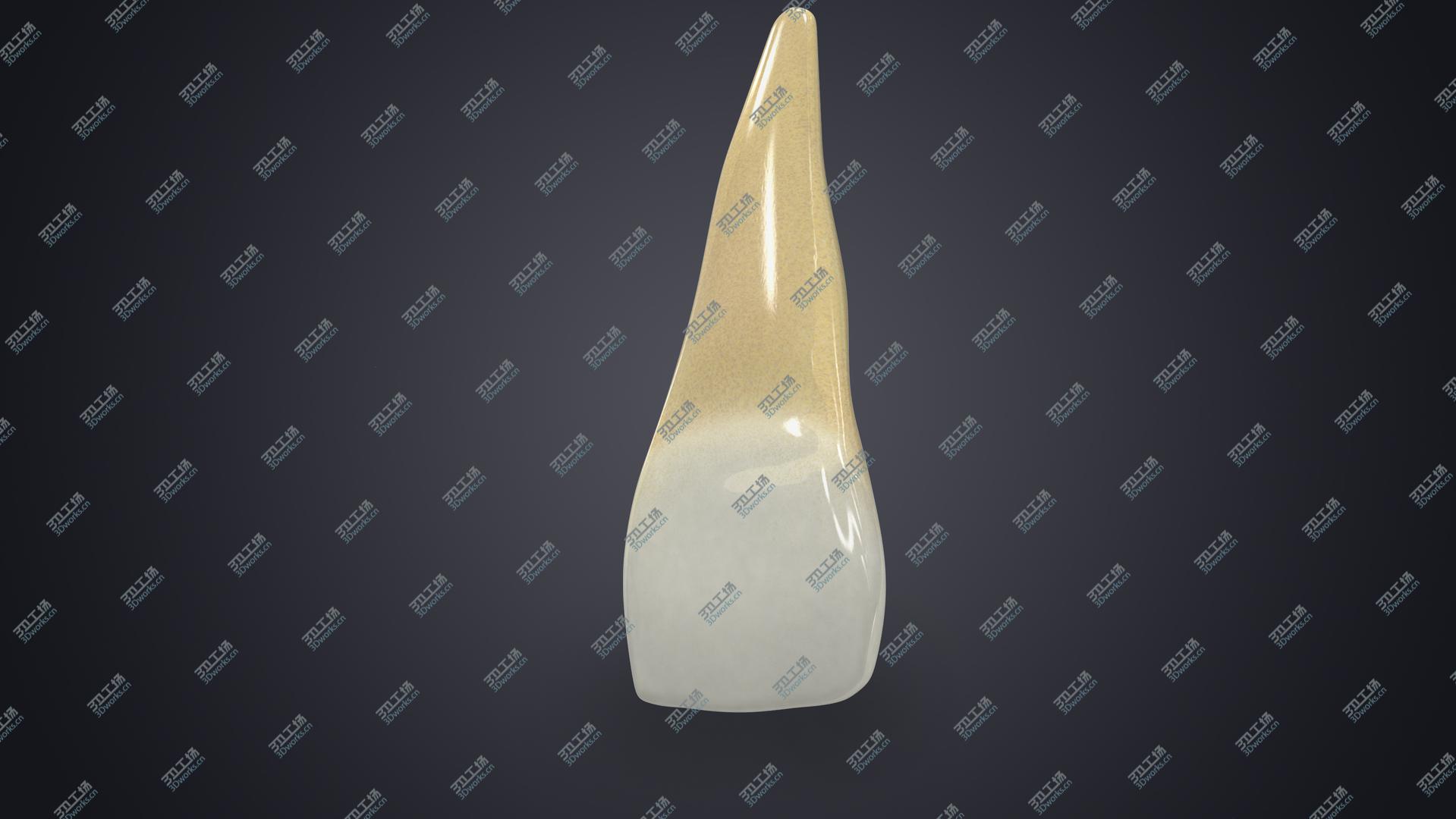 images/goods_img/2021040234/Realistic Human Upper Permanent Teeth Collection 3D model/4.jpg